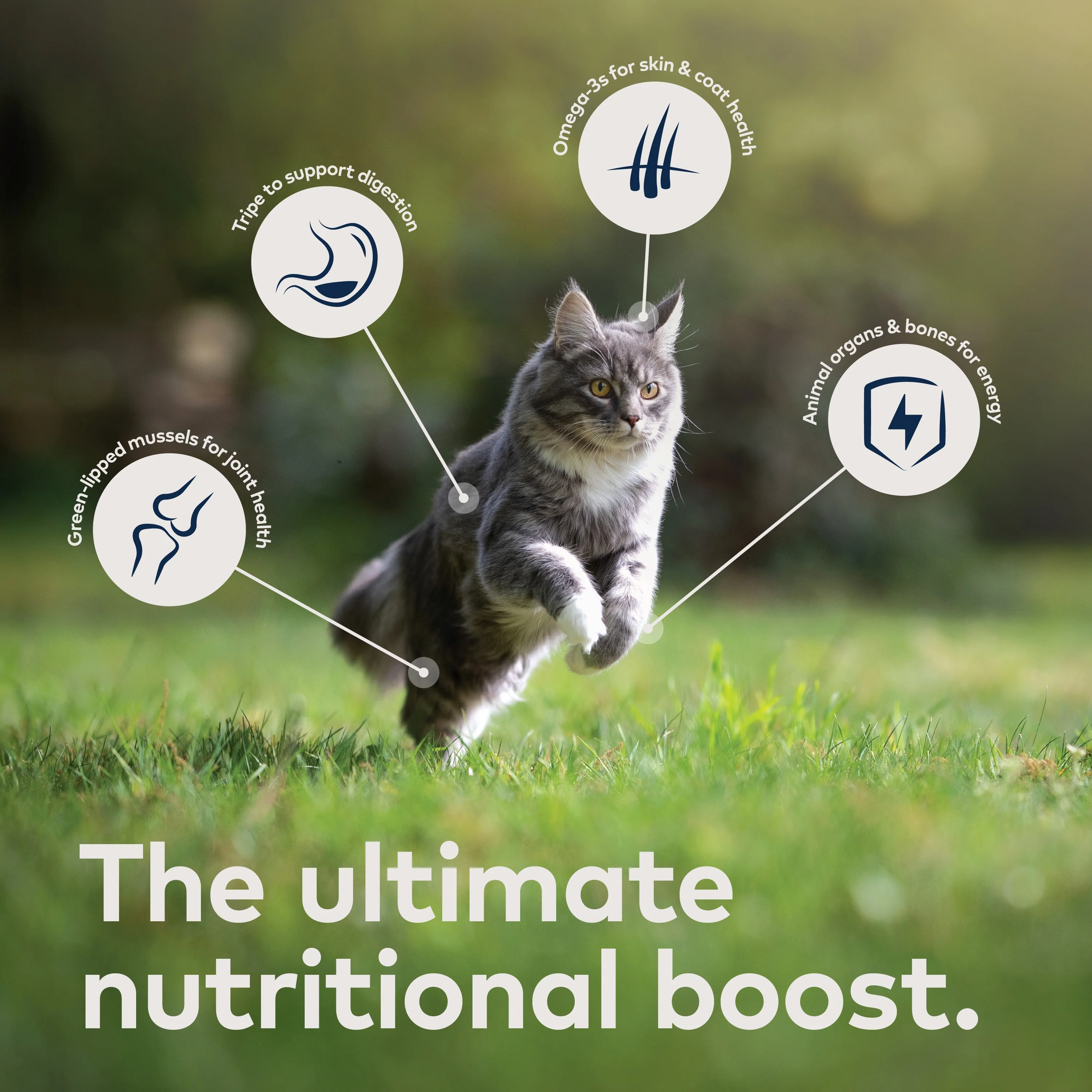 Canned Wet Cat Food- Chicken – All Natural, High Protein, Grain Free, Limited Ingredient, with Superfoods - Image 5