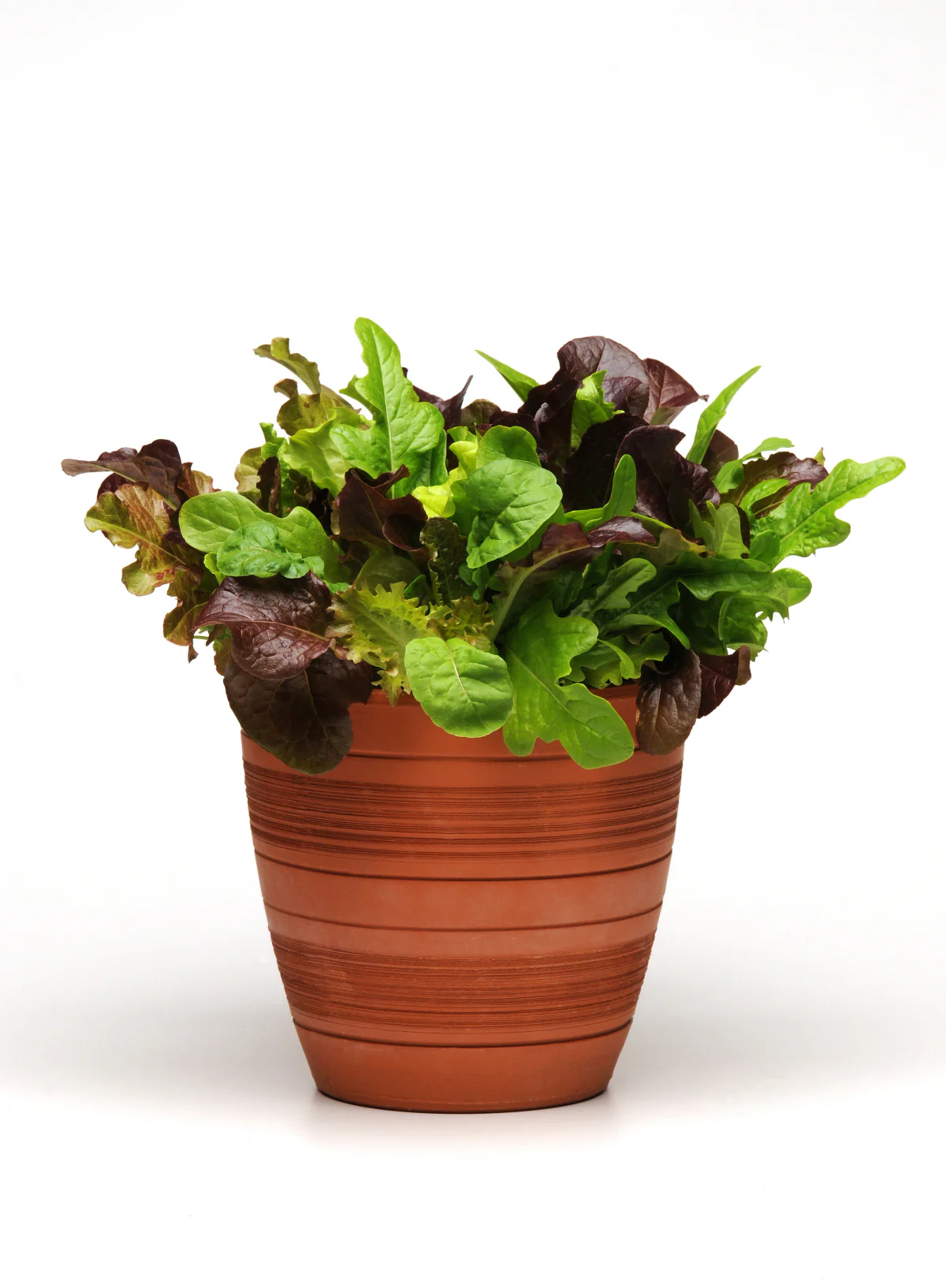 Seed Pack Mix - Red & Green Lettuces - Image 3