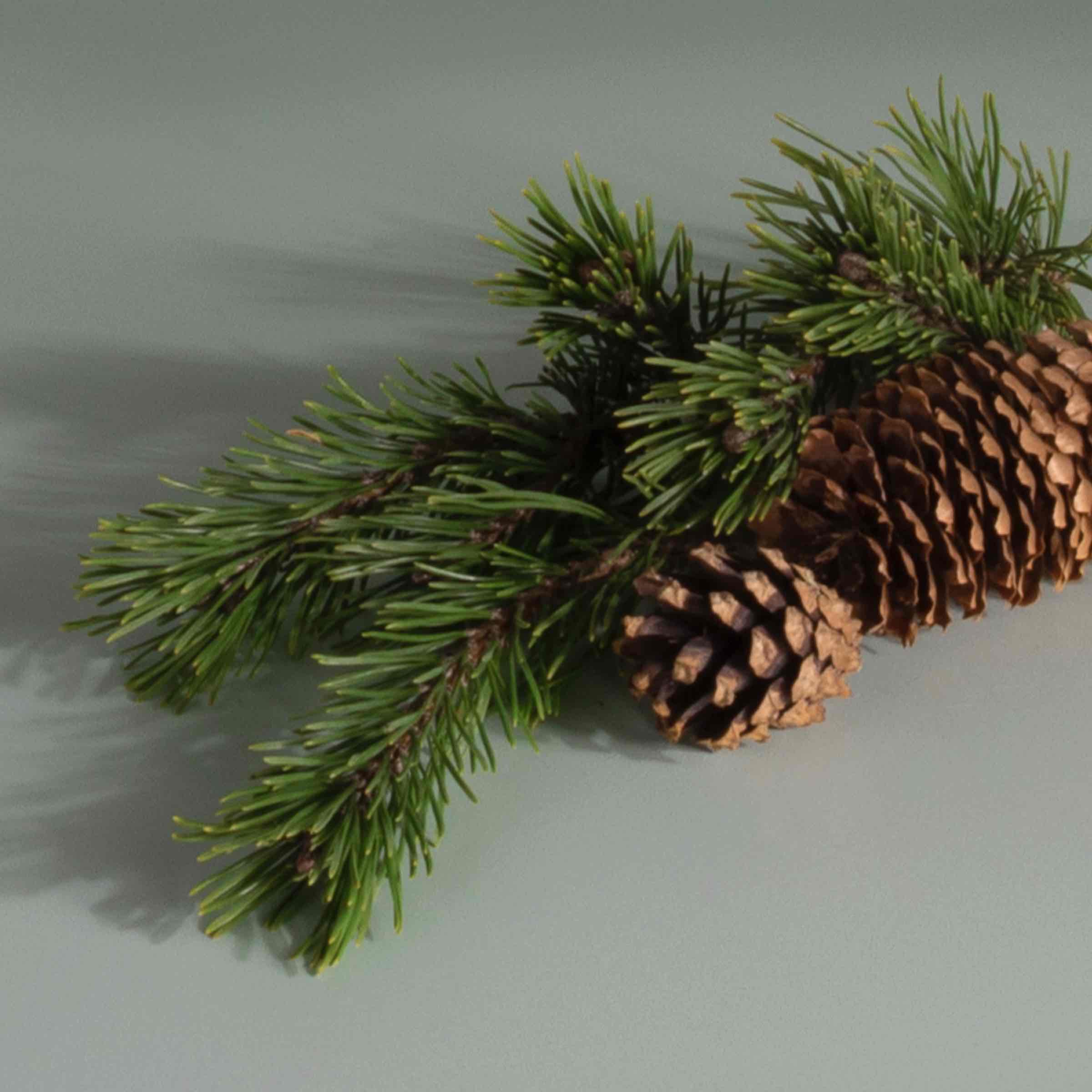 Plug-in Air Freshener Starter Set - Image 19