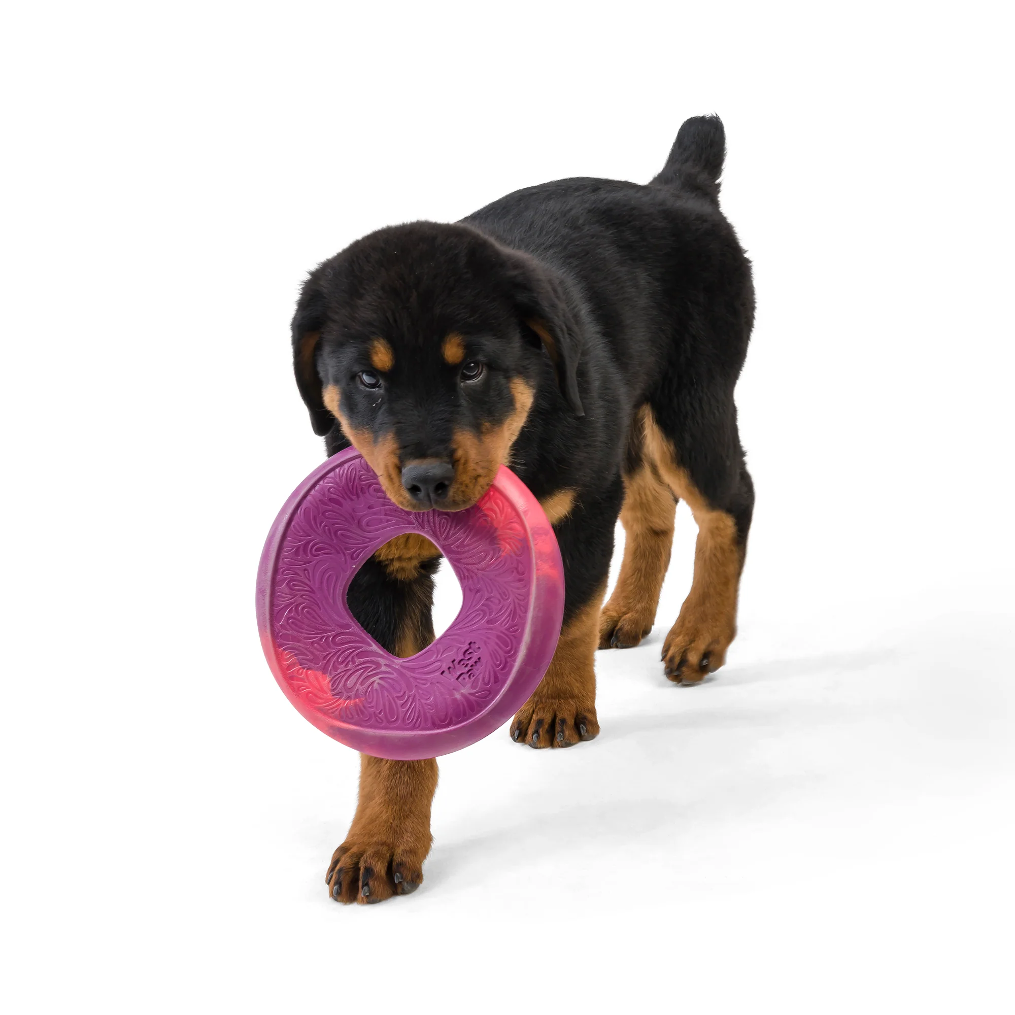 Sailz® The Perfect Fetch Flyer Dog Toy made from Ocean-Bound Recycled Plastic - Image 2